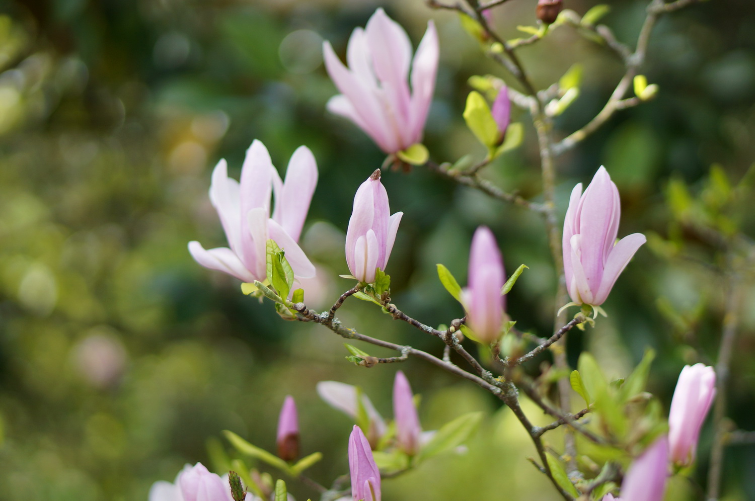 jardin des plantes toulouse, printemps toulouse, magnolia