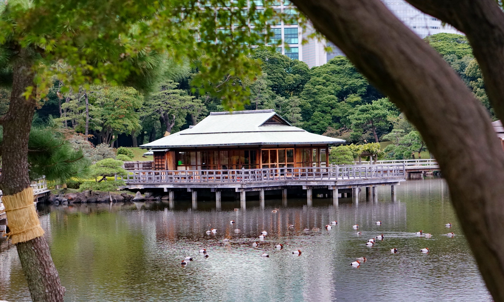 hama-rikyu gardens, jardin hama-rikyu, baie de tokyo, tsukiji, japon, voyage au japon, japan trip, tokyo, tokyo city guide, nakajima tea house, maison de thé tokyo