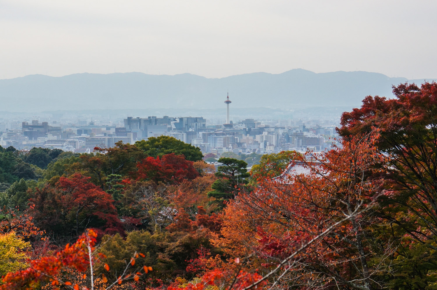 momiji, momiji kyoto, voyage kyoto, gion kyoto, gion, automne kyoto, kiyomizu-temple, temple kiyomizu