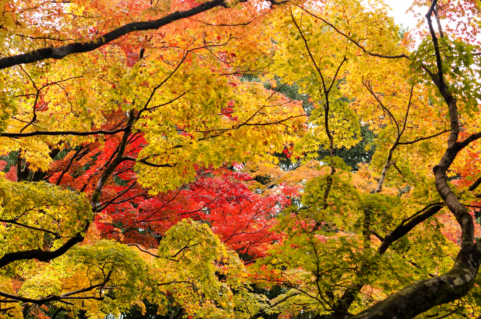 Kyoto, momiji kyoto, voyage kyoto, séjour kyoto, kyoto automne, kyoto fall, kyoto autumn, kyoto érables