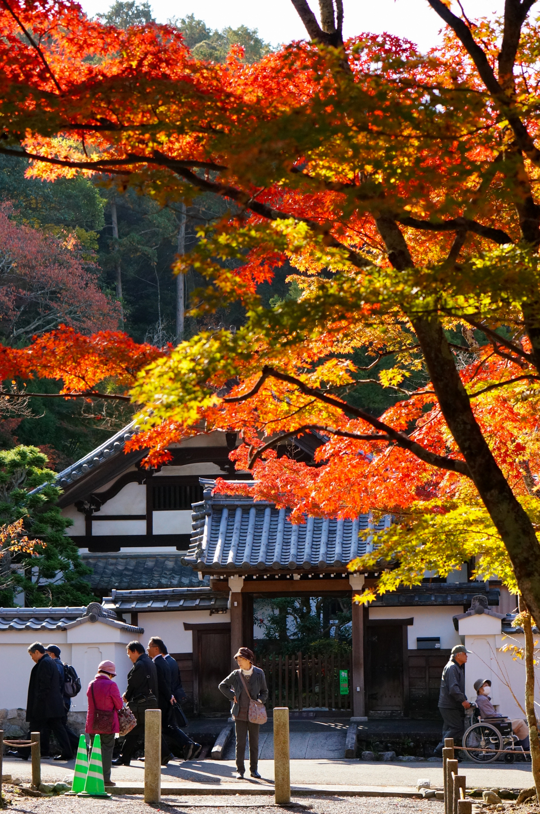kyoto, kyoto chemin de la philosophie, kyoto momiji, automne kyoto, balade kyoto, séjour kyoto, voyage kyoto, érables kyoto, jardins kyoto, nanzen-ji, nanzen-ji kyoto