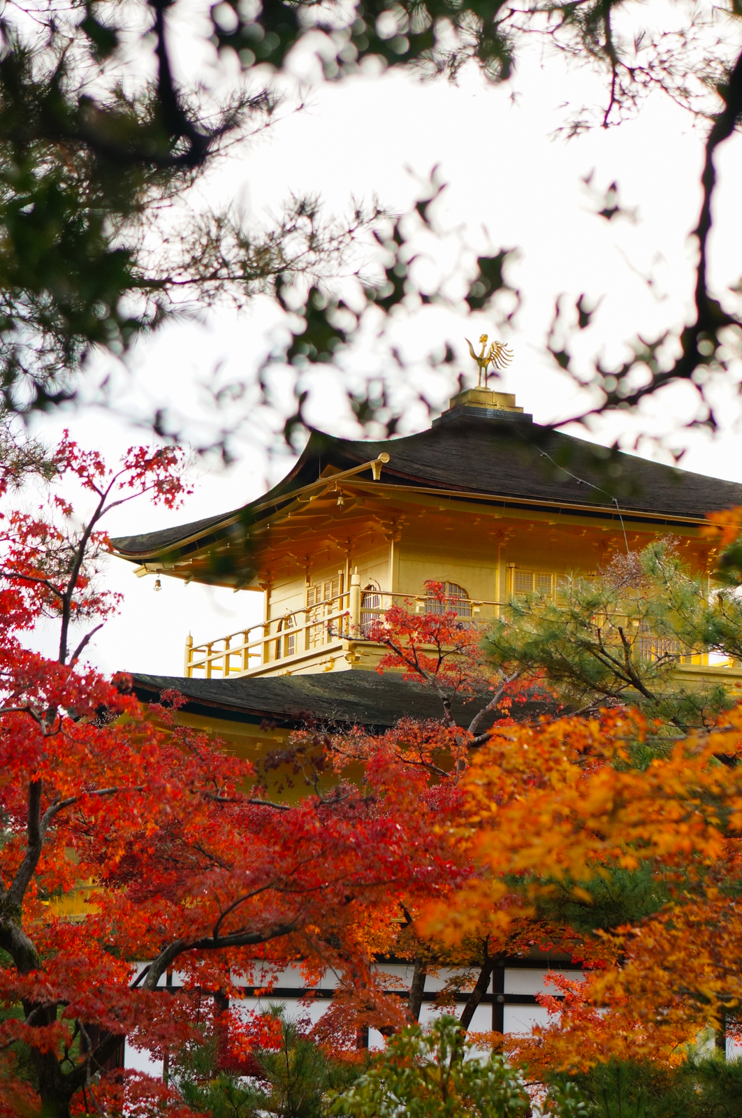 Kyoto, momiji kyoto, voyage kyoto, séjour kyoto, kyoto automne, kyoto fall, kyoto autumn, kyoto érables, kinkaku-ji, temple du pavillon d'or