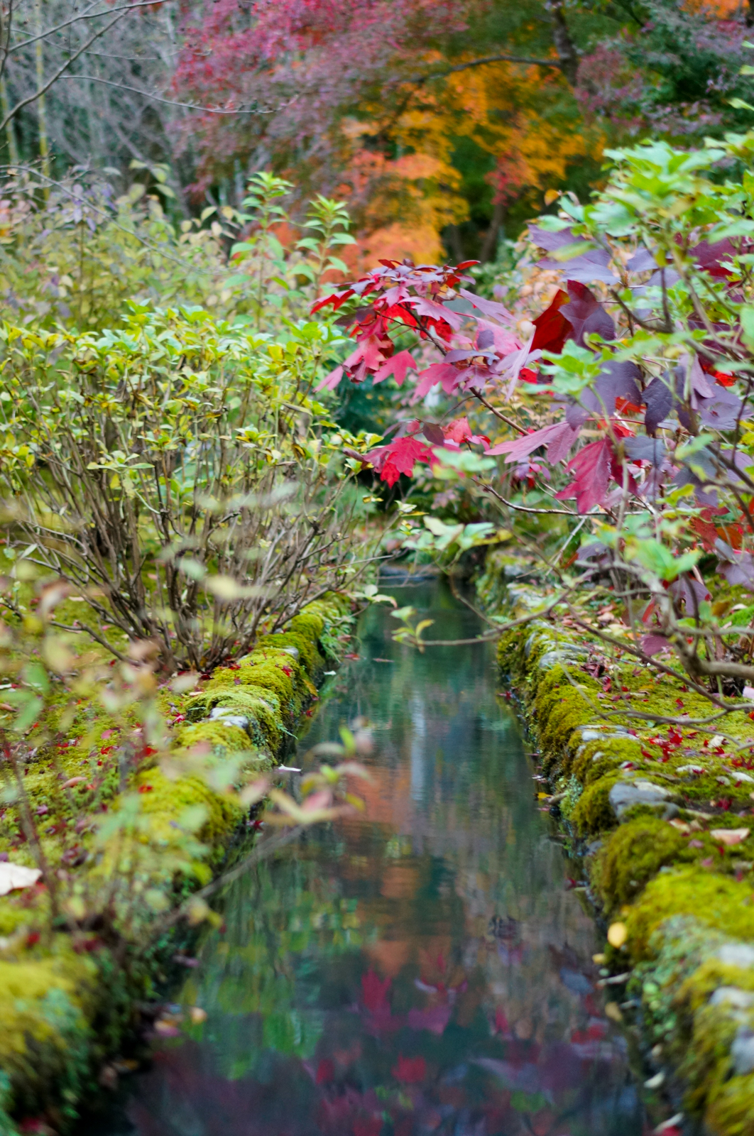 Kyoto, momiji kyoto, voyage kyoto, séjour kyoto, kyoto automne, kyoto fall, kyoto autumn, kyoto érables, tenryu temple, tenryu-ji, tenryuji
