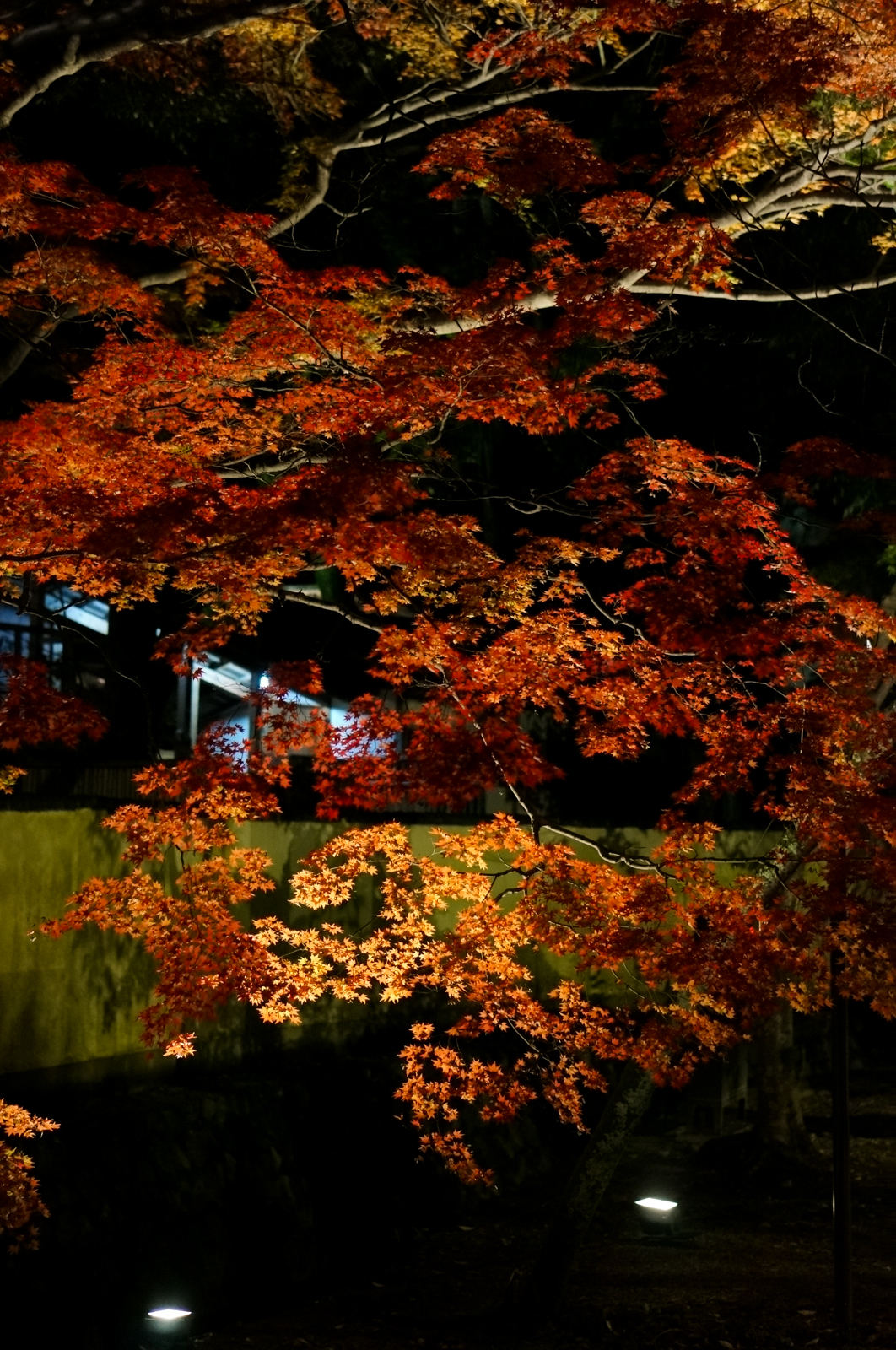 Kyoto, momiji kyoto, voyage kyoto, séjour kyoto, kyoto automne, kyoto fall, kyoto autumn, kyoto érables, kyoto by night, momiji by night, daikakuji, daikaku-ji, daikakuji temple