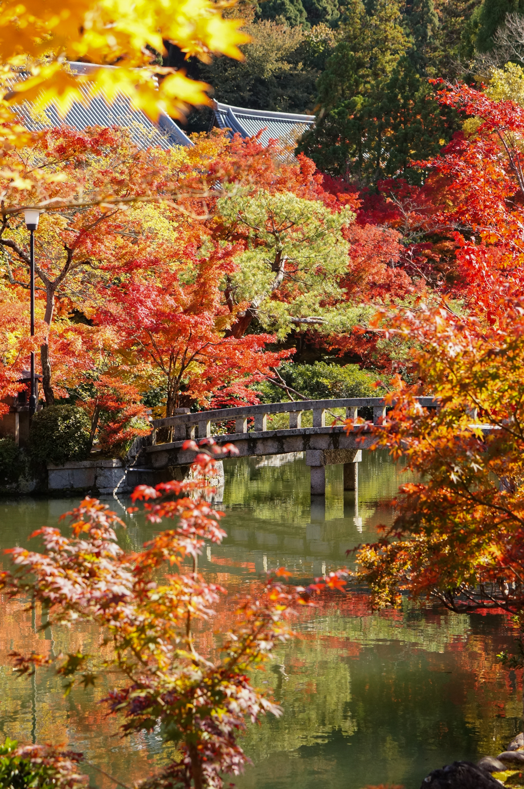 Eikan-do Zenrin-ji, eikando zenrinji, eikando temple, kyoto, kyoto chemin de la philosophie, kyoto momiji, automne kyoto, balade kyoto, séjour kyoto, voyage kyoto, érables kyoto, jardins kyoto