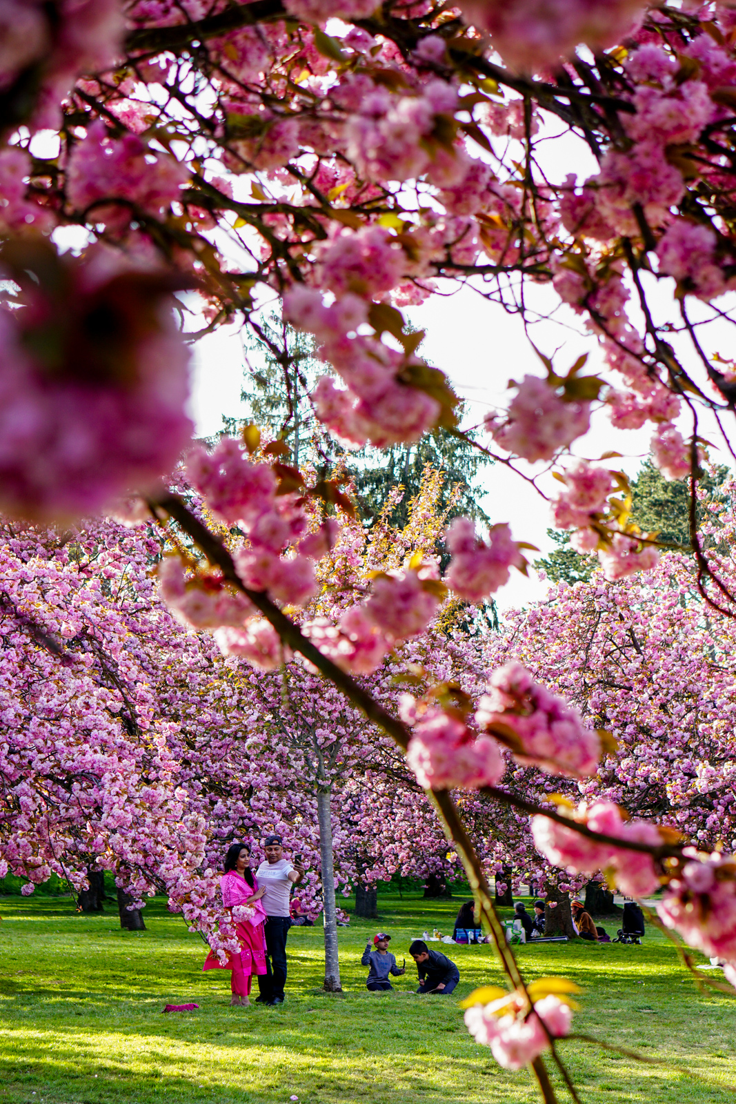 cerisiers japon france, hanami france, sakura france, floraison cerisiers japon, parc de sceaux cerisiers, printemps parc de sceaux, hanami parc de sceaux, sakura parc de sceaux