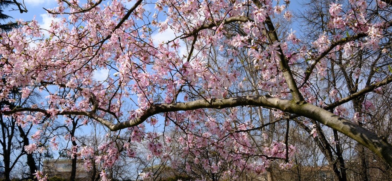 Parco Sempione in Milan, Italy, at March
